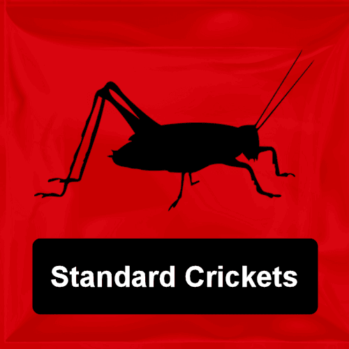 Live Crickets For Sale Buy Quality Live Feeder Crickets Online